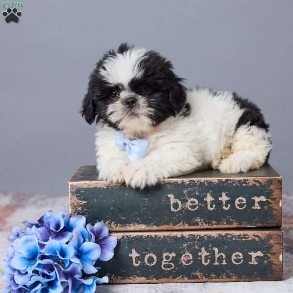 Miles, Shih Tzu Puppy